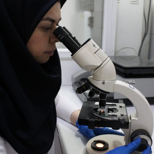 برخی از کپک های مهم در صنایع غذایی